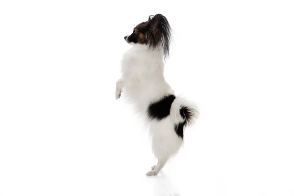 Studio colpo di divertente cane Papillon isolato su sfondo bianco studio — Foto Stock