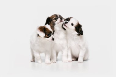 Papillon Fallen 'ın stüdyo fotoğrafları beyaz stüdyo arka planında izole edilmiş küçük köpekler.
