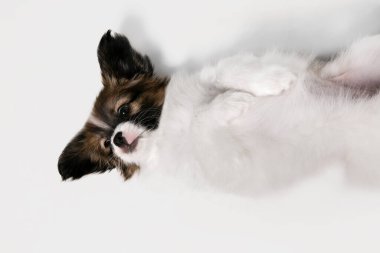 Papillon Fallen 'ın stüdyo fotoğrafı. Beyaz stüdyo arka planında izole edilmiş küçük köpek.