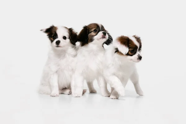 Studioaufnahme von Papillon Gefallene kleine Hunde isoliert auf weißem Studiohintergrund — Stockfoto