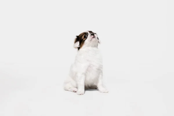Στιγμιότυπο του Papillon Fallen σκυλάκι απομονωμένο σε λευκό φόντο στούντιο — Φωτογραφία Αρχείου