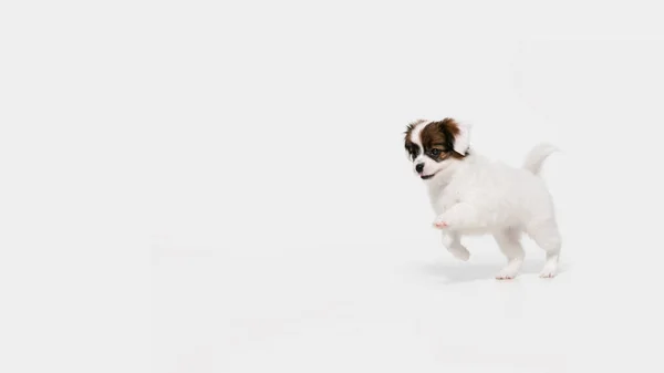 Studio shot van Papillon Gevallen hondje geïsoleerd op witte studio achtergrond — Stockfoto