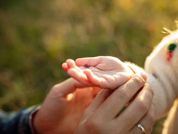 De cerca las manos del padre feliz y la pequeña hija linda en el camino del bosque en otoño día soleado — Foto de Stock