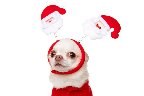 Bonito cachorro Chihuahua posando como veado de Natal isolado no fundo do estúdio branco — Fotografia de Stock