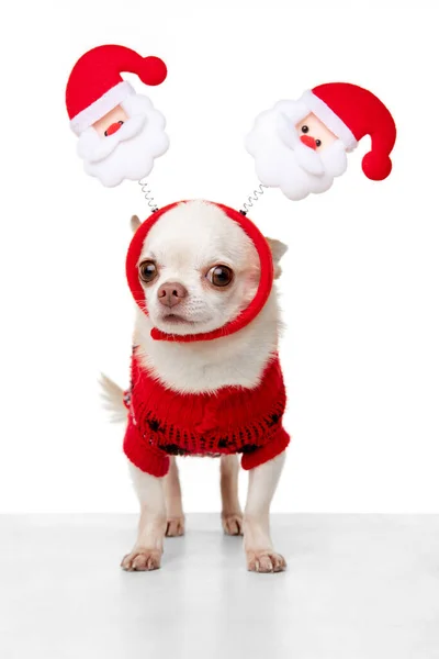 Симпатичный щенок чихуахуа позирует как рождественский олень изолированный на белом фоне студии — стоковое фото