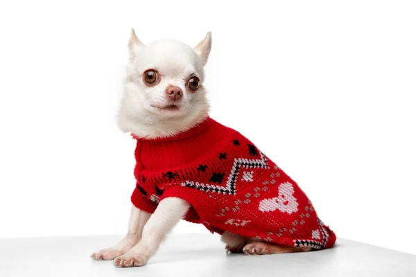 Chien Chihuahua blanc mignon posant en combinaison rouge isolé sur fond blanc studio — Photo