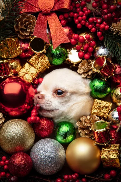Grappige Chihuahua metgezel hond geïsoleerd in Kerstmis en Nieuwjaar speelgoed en decoratie. — Stockfoto