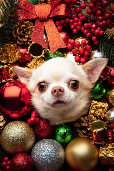 Grappige Chihuahua metgezel hond geïsoleerd in Kerstmis en Nieuwjaar speelgoed en decoratie. — Stockfoto