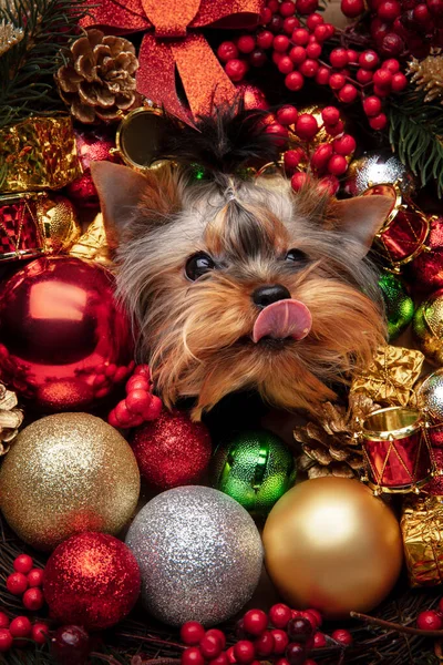 Funny Yorkshire terrier companion dog isolated in Christmas and New Year toys and decoration. — Stock Photo, Image