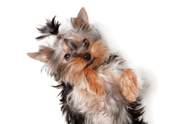 Beyaz stüdyo arka planında yalnız oynayan komik Yorkshire teriyeri köpeği. Evcil hayvanlar konsepti sever.
