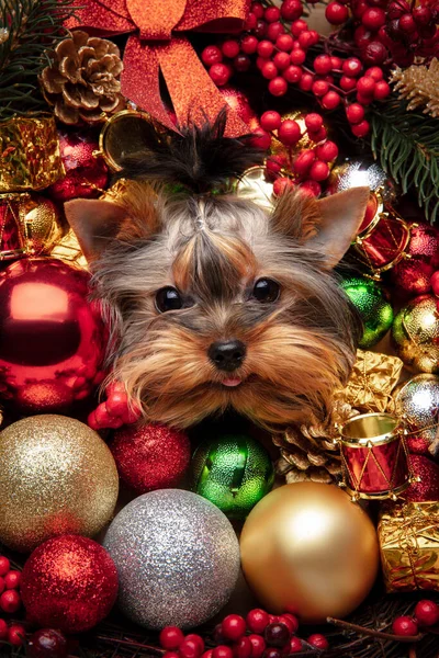 Grappige Yorkshire terriër metgezel hond geïsoleerd in Kerstmis en Nieuwjaar speelgoed en decoratie. — Stockfoto