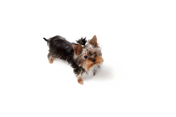 Divertido Yorkshire terrier perro posando aislado sobre fondo de estudio blanco. Mascotas amor concepto. —  Fotos de Stock