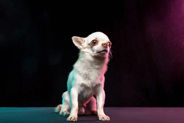 基于霓虹灯彩色摄影棚背景的奇瓦瓦犬的画像. — 图库照片