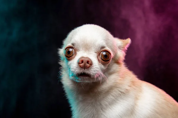 Captura de estudio de perro acompañante Chihuahua aislado sobre fondo de estudio de color neón en nube de humo. — Foto de Stock