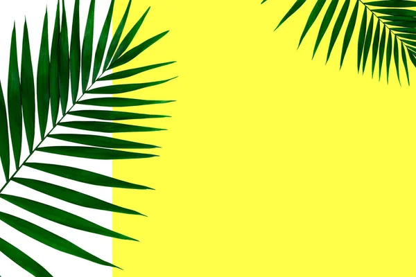 Egzotyczne zielone liście palmy tropikalnej odizolowane na białym żółtym tle. Ulotka reklamowa, projekt. — Zdjęcie stockowe