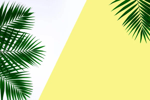 Hojas exóticas de palma tropical verde aisladas sobre fondo amarillo blanco. Folleto de anuncio, diseño. —  Fotos de Stock