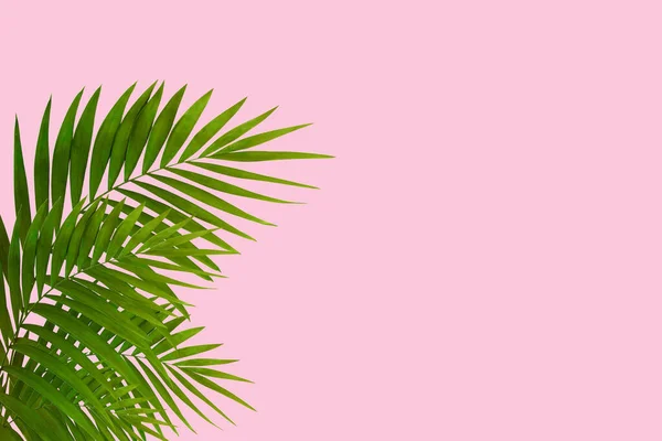 Hojas exóticas de palma tropical verde aisladas sobre fondo rosa. Folleto de anuncio, diseño. —  Fotos de Stock