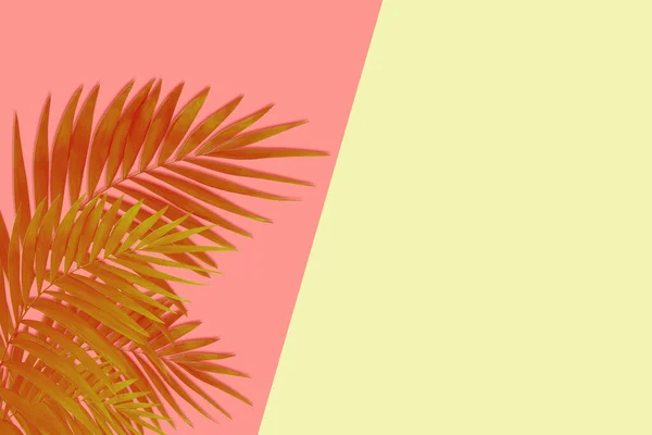 Egzotyczne brązowe liście palmy tropikalnej wyizolowane na różowym żółtym tle. Ulotka reklamowa, projekt. — Zdjęcie stockowe