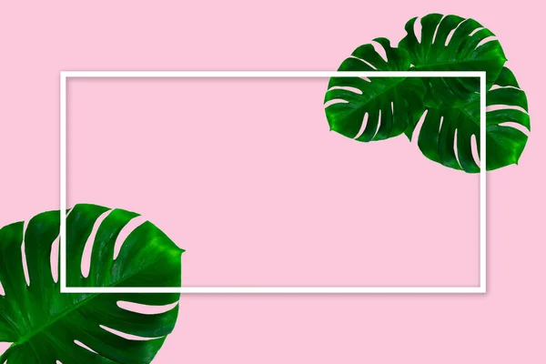 Gröna monstera blad isolerade på rosa bakgrund med vit geometrisk ram. Reklamblad för annons, design. — Stockfoto