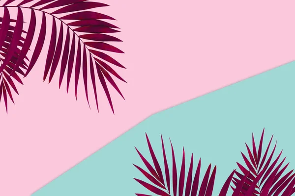 Kreatywny baner z tropikalnymi liśćmi na geometrycznych dwóch kolorach różowy i niebieski tło. — Zdjęcie stockowe