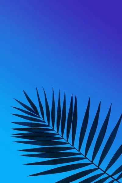 Egzotyczne liście palmy tropikalnej izolowane na fioletowym niebieskim tle gradientowym. Ulotka reklamowa, projekt. — Zdjęcie stockowe