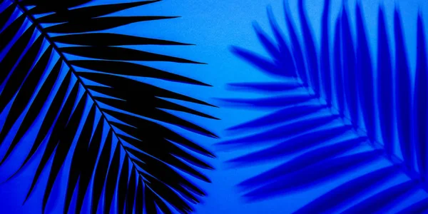 Exotiska tropiska palmblad isolerade på lila blå lutning bakgrund. Reklamblad för annons, design. — Stockfoto