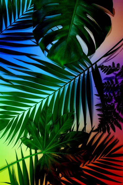 Современный тропический узор с экзотическими листьями изолирован на ярком фоне. Флаер для дизайна. Копирование для рекламы. — стоковое фото