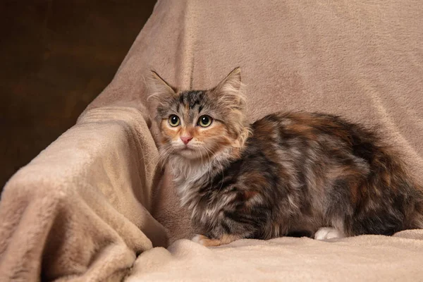 Porträtt av flerfärgad renrasig kattunge av sibirisk katt sittande på soffan täckt med en filt. Flygblad för annons, design. Heminredning. — Stockfoto