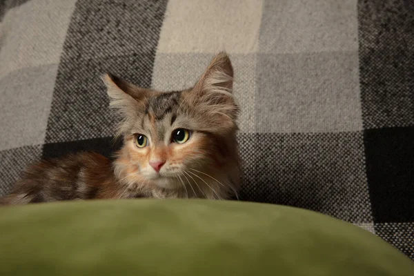 Portrait en gros plan d'un chaton de race multicolore de chat sibérien assis sur un canapé recouvert d'une couverture à carreaux. Intérieur intérieur. — Photo