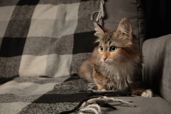 Porträtt av flerfärgad renrasig kattunge av sibirisk katt sittande på soffan täckt med en rutig filt. Flygblad för annons, design. Heminredning. — Stockfoto