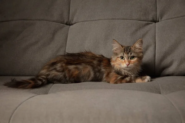 Porträtt av mångfärgade renrasiga kattungar av sibirisk katt liggande på grå soffa. Flygblad för annons, design. Heminredning. — Stockfoto