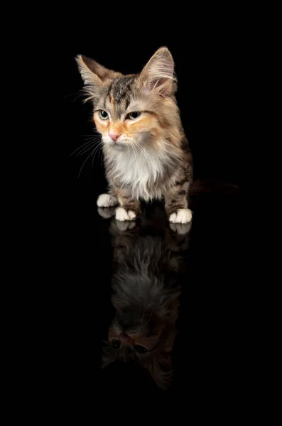 Portret van klein katje Siberisch Woud kat poseren geïsoleerd op zwarte studio achtergrond. Flyer voor reclame, design. Kopieerruimte. — Stockfoto