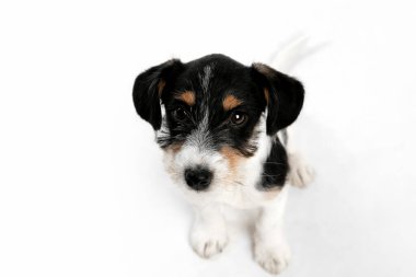 Jack Russell Terrier 'in beyaz stüdyo arka planında izole edilmiş stüdyo fotoğrafı.