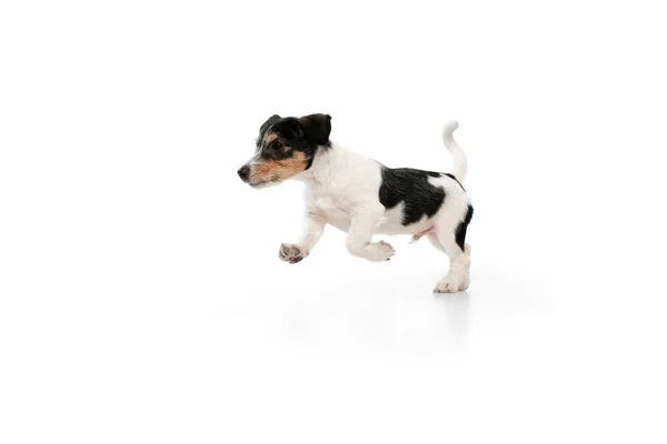 Studio shot van Jack Russell Terrier hond geïsoleerd op witte studio achtergrond — Stockfoto