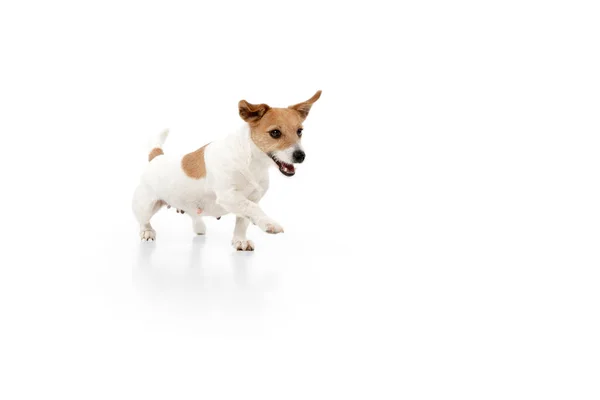 Studioaufnahme von Jack Russell Terrier Hund isoliert auf weißem Studiohintergrund — Stockfoto