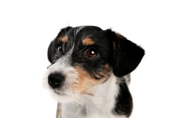 Studio shot of Jack Russell Terrier dog isolated on white studio background — Stock Photo, Image