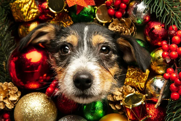 Studio shot of Jack Russell Terrier dog in Christmas decoration greeting 2021 New Year — Stock Photo, Image