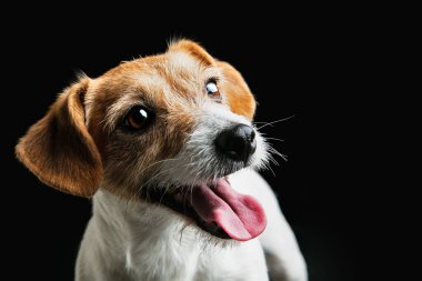 Jack Russell Terrier 'ın stüdyo fotoğrafı. Arka planda izole edilmiş.