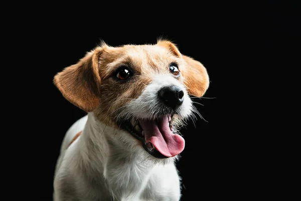 Studioaufnahme von Jack Russell Terrier Hund isoliert auf schwarzem Studiohintergrund — Stockfoto