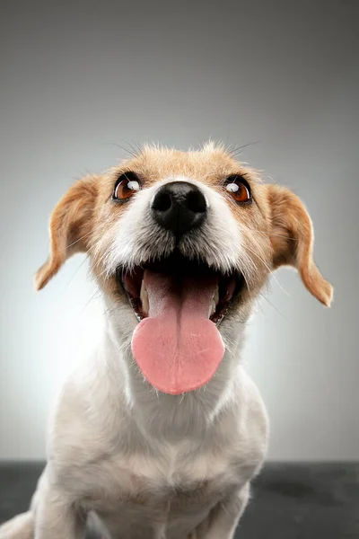 Studioaufnahme von Jack Russell Terrier Hund isoliert auf grauem Studiohintergrund — Stockfoto