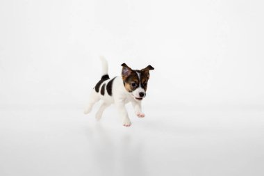 Şirin ve küçük köpekçik beyaz arka planda neşeli poz veriyorlar.