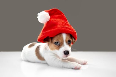 Şirin ve küçük köpekçik gri arka planda neşeli poz veriyorlar.