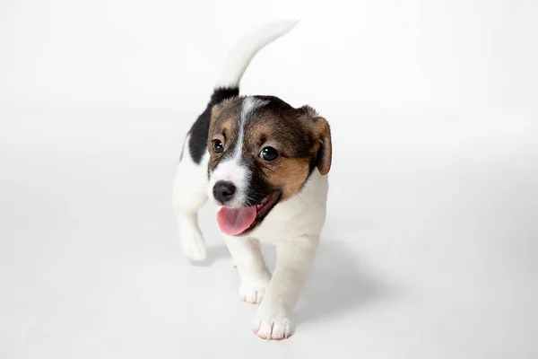 Bonito e pouco cachorrinho posando alegre isolado no fundo branco — Fotografia de Stock