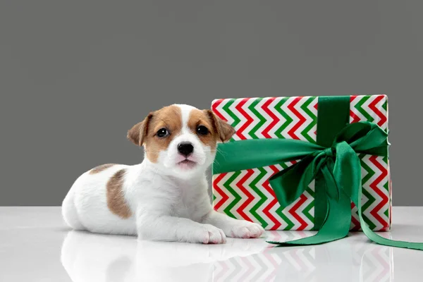 Aranyos és kis kutyus pózol vidám elszigetelt szürke háttér — Stock Fotó