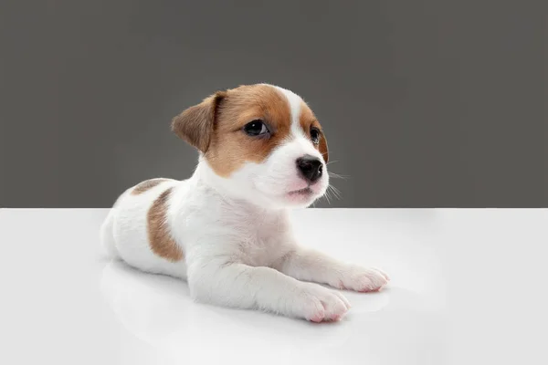 Bonito e pouco cachorrinho posando alegre isolado em fundo cinza — Fotografia de Stock