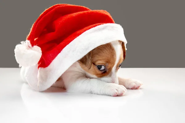 Schattig en weinig hondje poseren vrolijk geïsoleerd op grijze achtergrond — Stockfoto