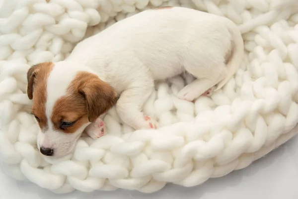 Cute and little doggy posing cheerful in big comfortable plaid