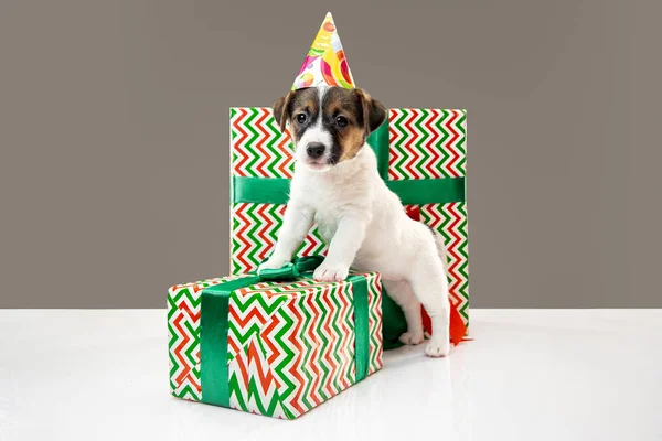 Cute and little doggy posing cheerful isolated on gray background