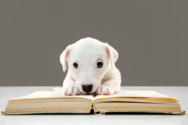 Cute and little doggy posing cheerful, reading book and looks smart