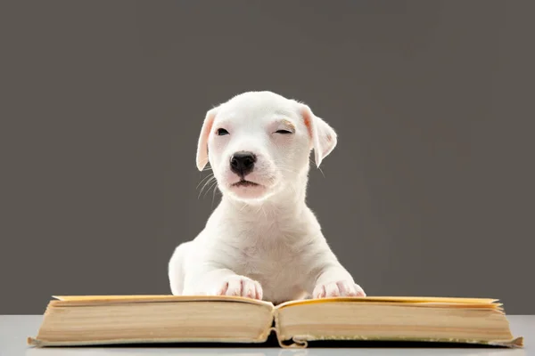 Roztomilý a malý pejsek pózující veselý, čtení knihy a vypadá chytře — Stock fotografie